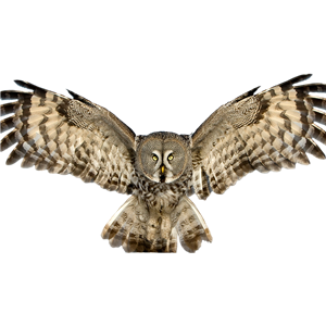Owl PNG-26803
